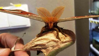 ​Podarowany "kwiatek" okazał się olbrzymią ćmą