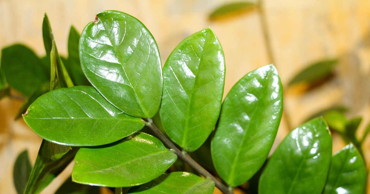 Подаруйте заміокулькасу нове життя за допомогою простих продуктів зі своєї кухні /pixabay.com