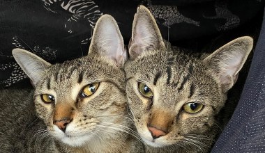 Podatek od kota. Jeśli właściciel nie zapłaci, grozi 460 zł kary