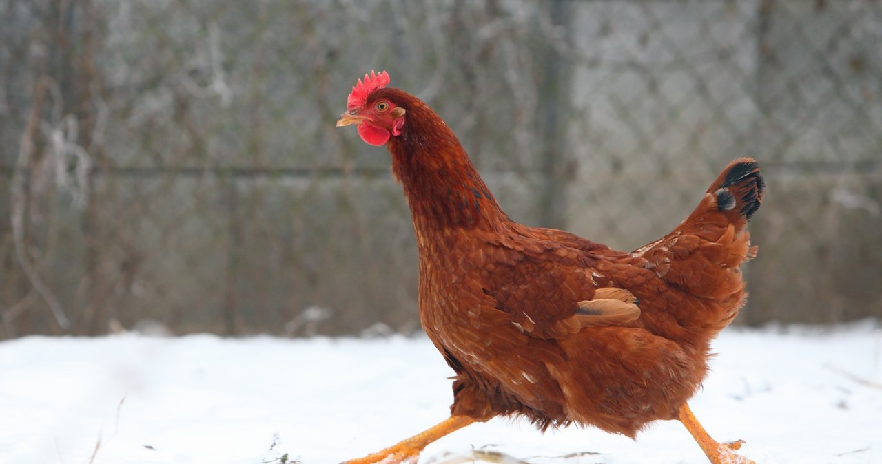 Podatek od kur obowiązuje nie tylko na wsi. Kto musi płacić za drób? /123RF/PICSEL