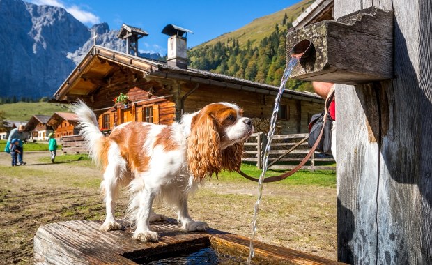 "Podatek od psa" dla turystów. W tym kraju zapłacisz za pupila