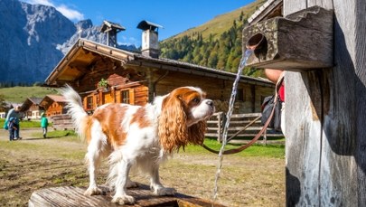 "Podatek od psa" dla turystów. W tym kraju zapłacisz za pupila
