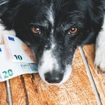 Podatek od psa od 2024 r. będzie wyższy. Nie każdy musi go zapłacić