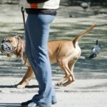 Podatek od psa pójdzie do kosza? Jest kontra do propozycji z Sejmu