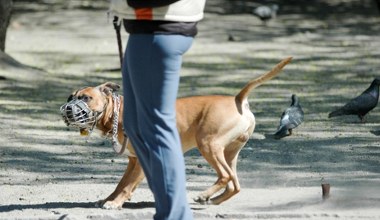 Podatek od psa pójdzie do kosza? Jest kontra do propozycji z Sejmu