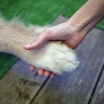 Podatek od psa. Takie są stawki w Polsce