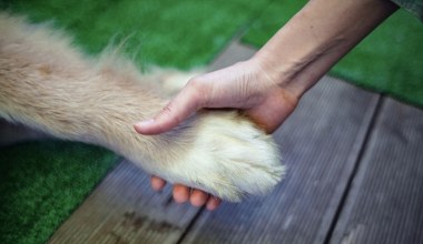 Podatek od psa. Takie są stawki w Polsce
