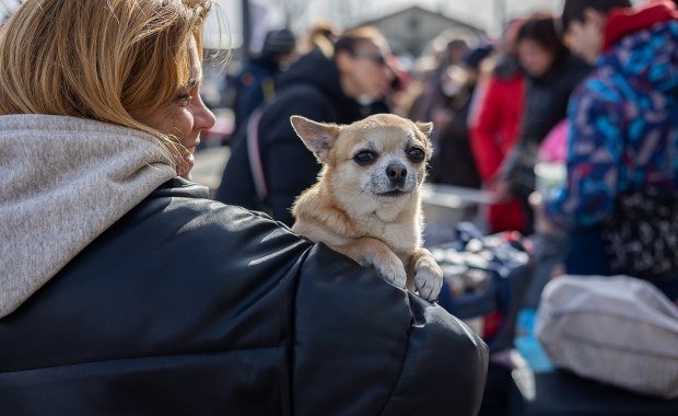 Podatek od psa w 2025 roku. Ile wynosi? Kto nie musi płacić?