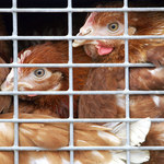 Podawanie zwierzętom nielegalnych antybiotyków - pod lupą prokuratury