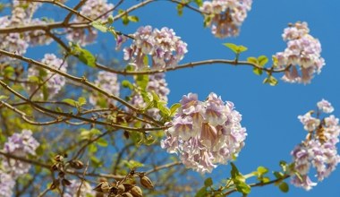 Podbija Polskę, w Szwajcarii jej zakazano. Rośnie w zawrotnym tempie