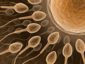 The conquest of space is threatened. Human sperm go crazy in microgravity