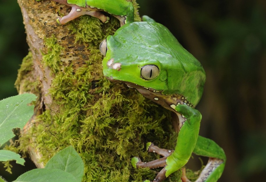 Podczas "ceremonii Kambo" podawany jest jad żaby ogromnej z Puszczy Amazońskiej /Photoshot/Robert Thompson /PAP