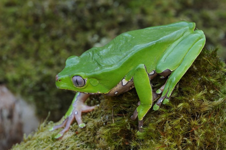 Podczas ceremonii Kambo podawany jest jad żaby ogromnej z Puszczy Amazońskiej