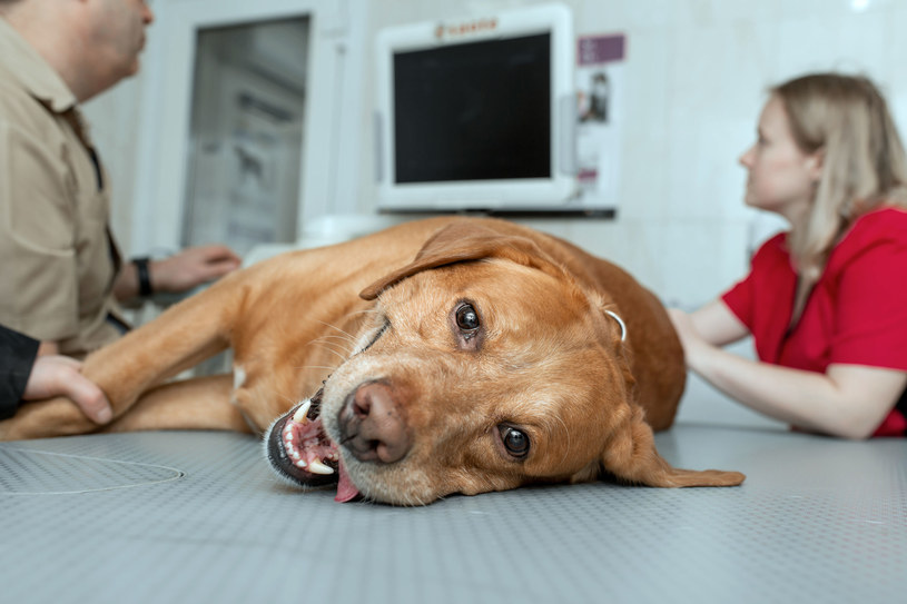 Podczas eutanazji dobrze jest towarzyć psu do końca /123RF/PICSEL