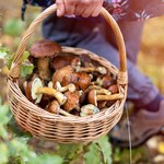 Podczas jednego wyjścia do lasu zebrał 4 tys. grzybów. Nie powiedział jeszcze ostatniego słowa