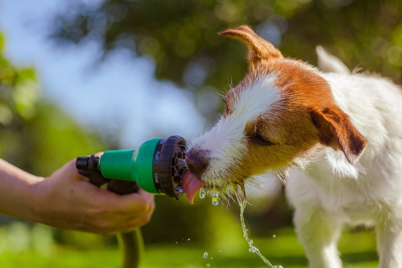 Podczas upałów musimy zapewnić psom dostęp do dużej ilości wody. Sposób podania jest dowolny /123RF/PICSEL