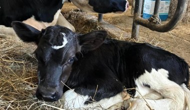 Podczas zaćmienia urodził się wyjątkowy cielak. Ma znamię jak półksiężyc
