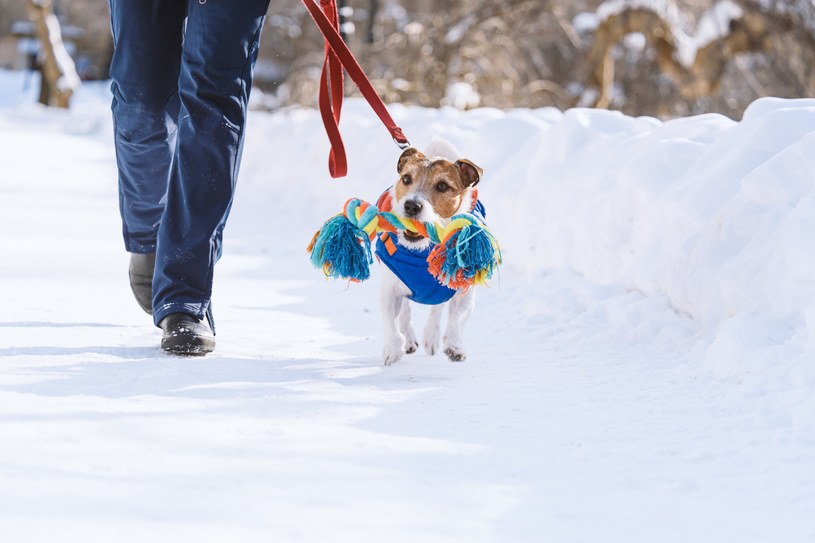 Podczas zimowych spacerów z psem zachowaj szczególną ostrożność /123RF/PICSEL