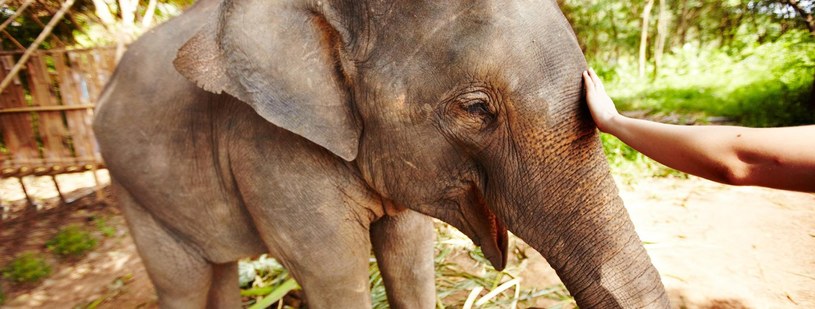Podczas zwiedzania rezerwatu słoni można zwierzę nakarmić i umyć /materiały prasowe