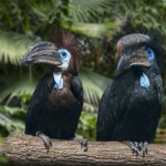 Poddali się, nie będą dłużej szukać. Zostały uznane za wymarłe