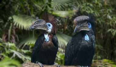 Poddali się, nie będą dłużej szukać. Zostały uznane za wymarłe