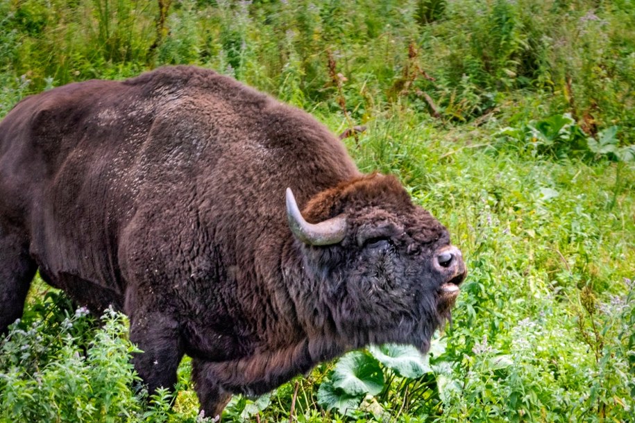 Podejrzenie gruźlicy u padłego żubra w zagrodzie w Mucznem /Jerzy Ochoński   /PAP