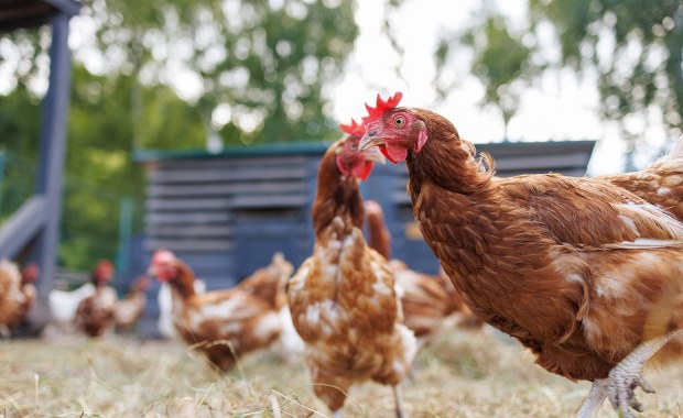 Podejrzenie ptasiej grypy w dużym gospodarstwie. Apel ministerstwa