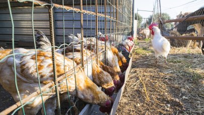 Podejrzenie ptasiej grypy w dwóch kolejnych gospodarstwach w Wielkopolsce