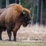 Podeszła zbyt blisko żubra. Wypadek na Podlasiu