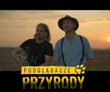 "Podglądacze przyrody". Nowy serial o polskich zwierzętach