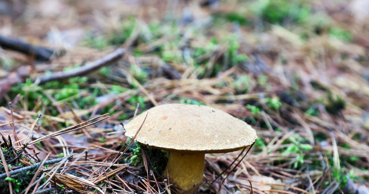 Podgrzybek, choć jadalny, może być niebezpieczny dla zdrowia /Wojciech Olkusnik /East News