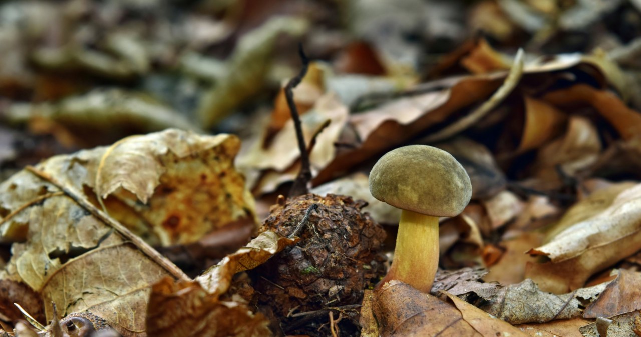 Podgrzybek zajęczy to często omijany grzyby, a to błąd, gdyż jest bardzo smaczny /123RF/PICSEL                 /123RF/PICSEL