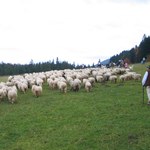 Podhale: Kończy się sezon wypasu owiec i produkcji świeżego oscypka