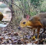 Podjęli radykalną decyzję w sprawie "myszojelenia"