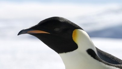 Podkarmiony wraca do domu. Niezwykły gość opuścił Australię