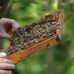 Podkarpacie: Bardzo słaby sezon pszczelarzy; 6-7 kg miodu z ula