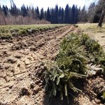 Podkarpacie: Leśnicy posadzą 12 mln drzew