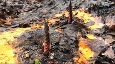 Podkarpacie: Niebezpieczna pułapka w lesie. Biegacze przebili sobie stopy metalowymi prętami