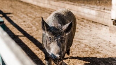 Podkarpacki samorząd przekaże pieniądze dla rolników poszkodowanych z powodu ASF