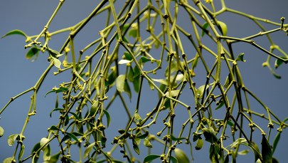 ​Podkarpackie: Jemioła kłopotem leśników