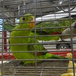Podkarpackie: Udaremniono przemyt chronionych papug
