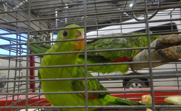 Podkarpackie: Udaremniono przemyt chronionych papug
