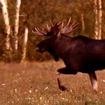 Podlasie niczym Alaska. Łosie zachwycają rozmiarami i porożem