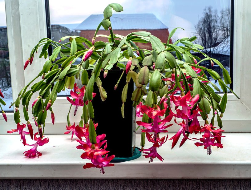 Podlej grudnika tą miksturą, a pięknie zakwitnie w święta 