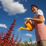podlewanie Podlej tym ogródek. Kleszcze uciekną, gdzie pieprz rośnie
