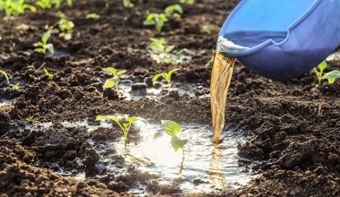Podlej tym warzywnik jeszcze w październiku. Plony będą wielkie, jak nigdy 