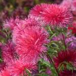 Podlewaj tym astry jesienią. Będą kwitły niemal do grudnia