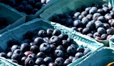 Podlewaj tym borówkę amerykańską. Kosztuje 1,50 zł, a będziesz zbierać owoce kilogramami