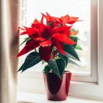 Podlewaj tym kapryśną gwiazdę betlejemską. Szybko sobie podziękujesz