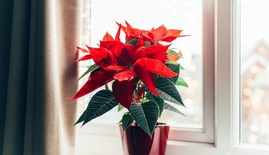 Podlewaj tym kapryśną gwiazdę betlejemską. Szybko sobie podziękujesz